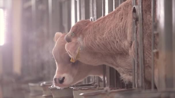 Jeunes Vaches Dans Une Ferme Vaches Veaux Ferme Mignons Veaux — Video