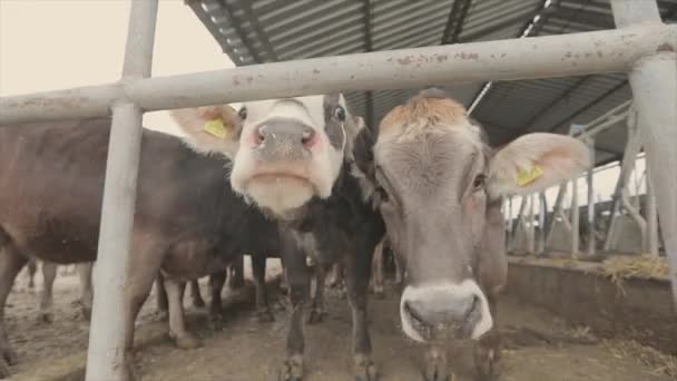 Głowy Krów Bliska Rasa Krów Braunschwitz Słodkie Krowy Patrzą Zbliżenie — Wideo stockowe