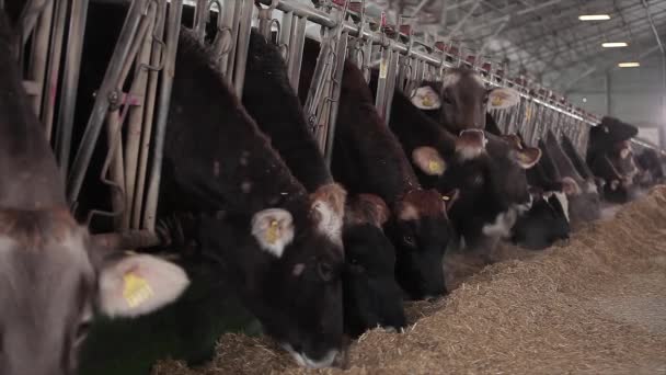 Lots Cows Barn Cows Stall Eating Hay Large Modern Farm — 图库视频影像