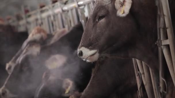 Lots Cows Barn Cows Stall Eating Hay Large Modern Farm — Stockvideo