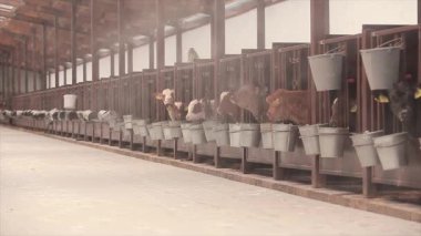 Ahırda bir sürü inek var. Bir sürü Brunschwitz ineği ahırda. İnekler ahırda saman yerler. Braunschwitz inekleriyle dolu büyük, modern bir ahır..