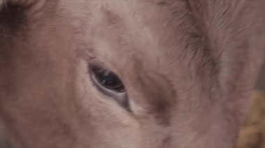 Cow eats hay close-up of the head. head of a cow. cow chewing hay.