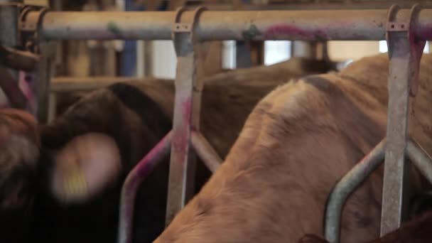Автоматическое Доение Коров Процесс Доения Коров Молочной Ферме Автоматическое Доение — стоковое видео
