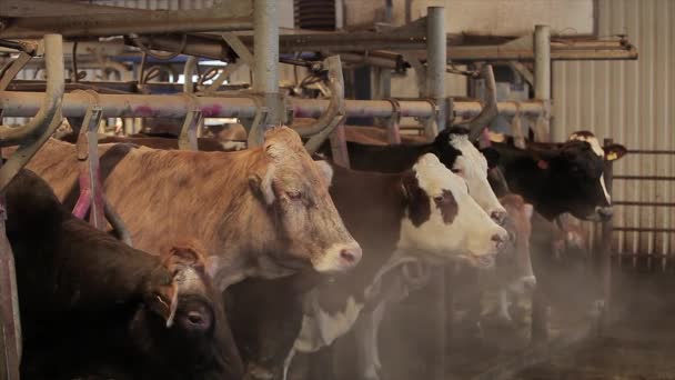 奶牛自动挤奶 奶牛在奶牛场挤奶的过程 农场奶牛的自动挤奶 — 图库视频影像