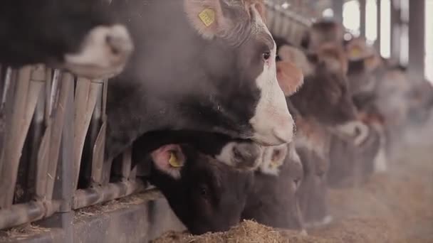 Dużo Krów Stodole Dużo Krów Brunschwitz Oborze Krowy Jedzą Siano — Wideo stockowe
