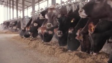 Ahırda bir sürü inek var. Ahırdaki inekler saman yiyor. Büyük modern çiftlik.