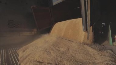 Kamyondan depoya yavaş çekimde buğday boşaltımı, depoya ağır çekimde buğday yüklemesi..