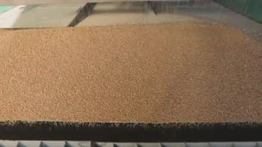Depoda buğday var. Buğday Hasadı, Buğday Deposu.