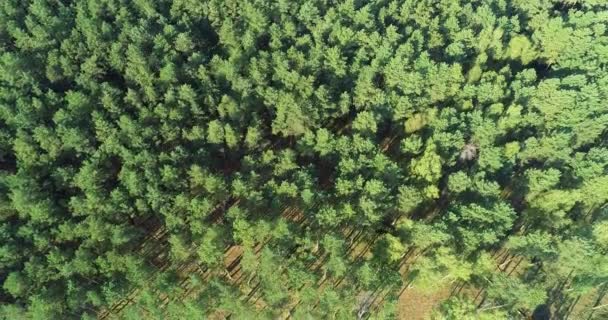 Voando Sobre Uma Floresta Pinheiros Voando Sobre Copas Das Árvores — Vídeo de Stock