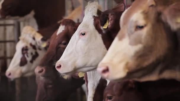 Πολλές Αγελάδες Στον Αχυρώνα Πολλές Αγελάδες Μπρούνσβιτζ Στο Στάβλο Αγελάδες — Αρχείο Βίντεο