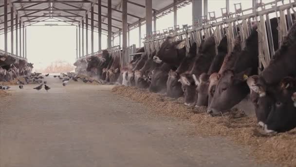Big Barn Large Bright Barn Farm Producing Milk Pigeons Eat — Stok video