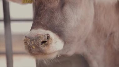 Ahırda bir sürü inek var. Bir sürü Brunschwitz ineği ahırda. İnekler ahırda saman yerler. Braunschwitz inekleriyle dolu büyük, modern bir ahır..