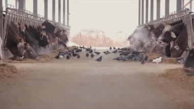 Büyük ahır. Büyük, parlak bir ahır. Çiftlik sütü üretiyor. Güvercinler ahırda inekler için yemek yerler..