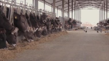 Lots of cows in the barn. The cows in the stall are eating hay. Large modern farm.
