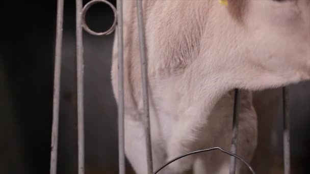 かわいい牛が閉じます ブラウンシュヴィッツ牛の子牛 赤ちゃん牛クローズアップ — ストック動画