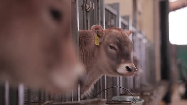 Young Cows Cow Farm Calves Farm Cute Cow Calves Dairy — Vídeo de Stock