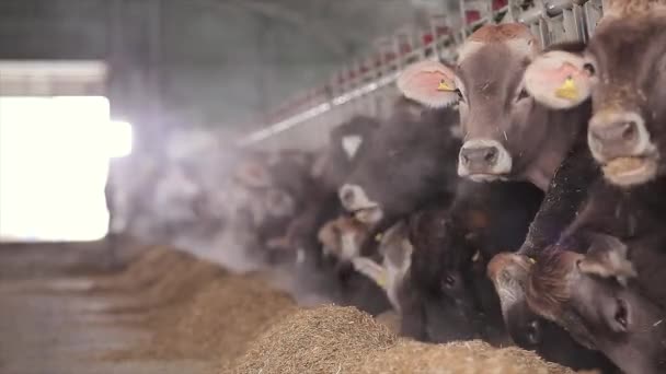 Muchas Vacas Granero Las Vacas Establo Están Comiendo Heno Granja — Vídeos de Stock