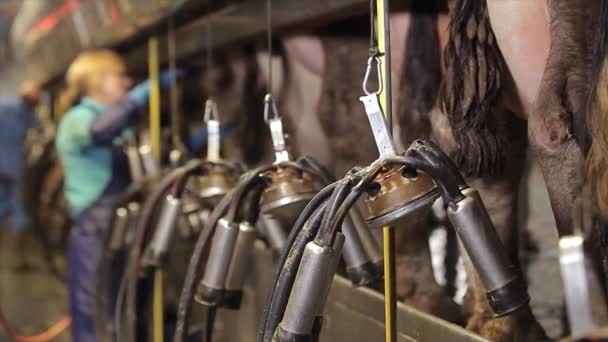 Automatisch Melken Van Koeien Het Melken Van Koeien Een Melkveebedrijf — Stockvideo