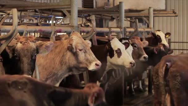 Ordeño Automático Vacas Proceso Ordeño Vacas Una Granja Lechera Ordeño — Vídeos de Stock