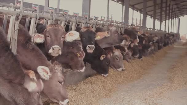 Lots Cows Barn Lots Brunschwitz Cows Cowshed Cows Eat Hay — Stock Video