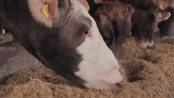 Muitas Vacas Celeiro Muitas Vacas Brunschwitz Casamata Vacas Comem Feno — Vídeo de Stock