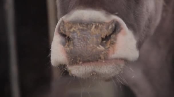 Muitas Vacas Celeiro Muitas Vacas Brunschwitz Casamata Vacas Comem Feno — Vídeo de Stock