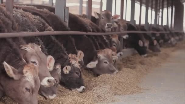 Lots Cows Barn Cows Stall Eating Hay Large Modern Farm — Vídeo de Stock