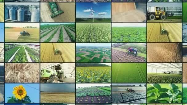 Videomuur Voor Landbouw Multiscreen Voor Landbouwvideo Collage Van Videoclips Platteland — Stockvideo