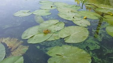 The frog sits on a water lily. The toad sits on a leaf of a water lily. toad in the swamp.