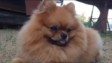 Spitz close-up. Little cute dog close-up. cute pomeranian close-up.