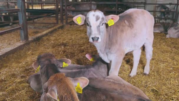 Roztomilá Telátka Mléčné Farmě Malé Krávy Stojí Stáji Chov Telat — Stock video