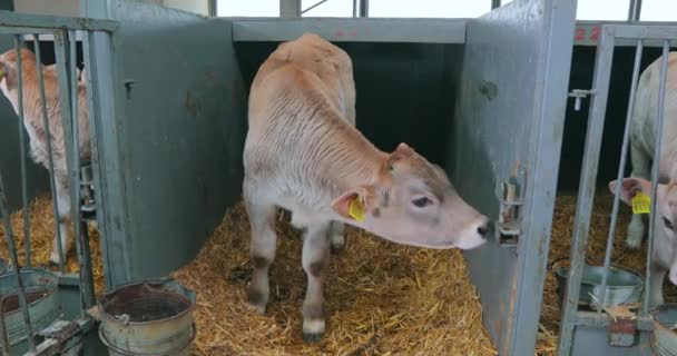 농장의 귀여운 새끼들 소들이 우리에 새끼를 키우는 — 비디오