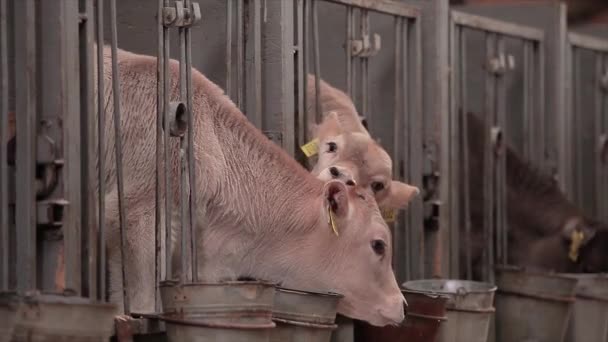 Bela Vaca Perto Bezerro Vaca Braunschwitz Bebê Vaca Perto — Vídeo de Stock