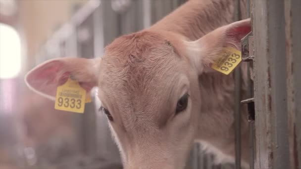 Veel Koeien Schuur Veel Brunschwitz Koeien Een Koeienstal Koeien Eten — Stockvideo