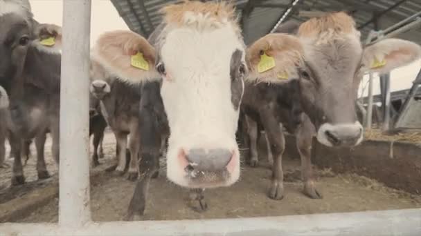 Young Cows Cow Farm Calves Farm Cute Cow Calves Dairy — ストック動画