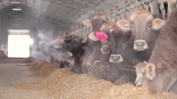 Lots Cows Barn Cows Stall Eating Hay Large Modern Farm — Stockvideo