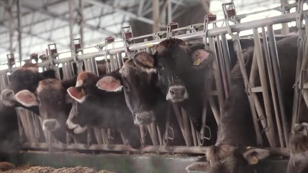 Lots Cows Barn Cows Stall Eating Hay Large Modern Farm — Stockvideo