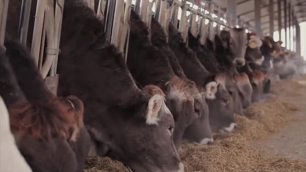 Dużo Krów Stodole Dużo Krów Brunschwitz Oborze Krowy Jedzą Siano — Wideo stockowe