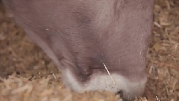 Lots Cows Barn Lots Brunschwitz Cows Cowshed Cows Eat Hay — Stock Video