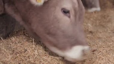 Ahırda bir sürü inek var. Bir sürü Brunschwitz ineği ahırda. İnekler ahırda saman yerler. Braunschwitz inekleriyle dolu büyük, modern bir ahır..