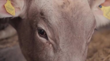 Ahırda bir sürü inek var. Bir sürü Brunschwitz ineği ahırda. İnekler ahırda saman yerler. Braunschwitz inekleriyle dolu büyük, modern bir ahır..