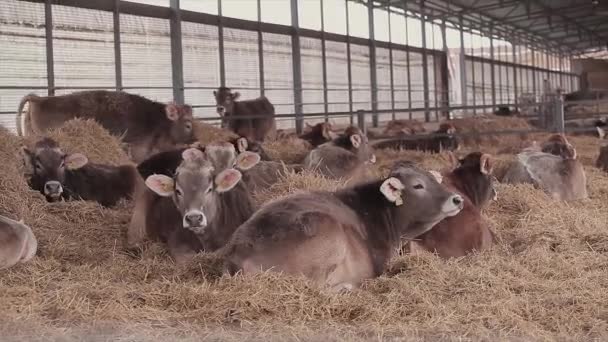Veel Koeien Schuur Veel Brunschwitz Koeien Een Koeienstal Koeien Eten — Stockvideo