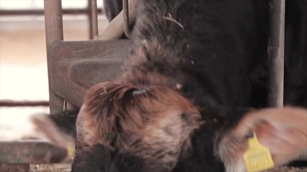 Cow Eats Hay Close Head Head Cow Cow Chewing Hay — Stock Video