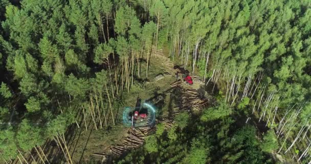 Holzbearbeitung Mit Moderner Ausrüstung Legale Protokollierung Von Einer Drohne Aus — Stockvideo