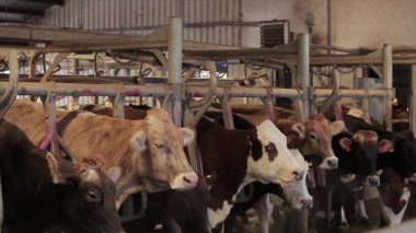 Otomatik inek sağma. Süt çiftliğinde inek sağma işlemi. Çiftlikte otomatik inek sağma.