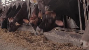 Ahırda bir sürü inek var. Ahırdaki inekler saman yiyor. Büyük modern çiftlik.