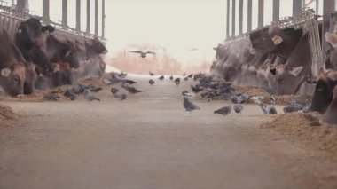 Ahırda bir sürü inek var. Bir sürü Brunschwitz ineği ahırda. İnekler ahırda saman yerler. Braunschwitz inekleriyle dolu büyük, modern bir ahır..