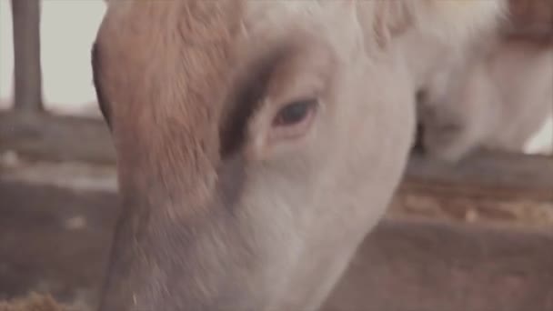 Muitas Vacas Celeiro Muitas Vacas Brunschwitz Casamata Vacas Comem Feno — Vídeo de Stock