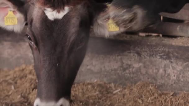 Cow Eats Hay Close Head Head Cow Cow Chewing Hay — Stockvideo