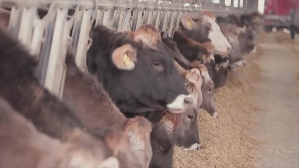 Veel Koeien Schuur Veel Brunschwitz Koeien Een Koeienstal Koeien Eten — Stockvideo